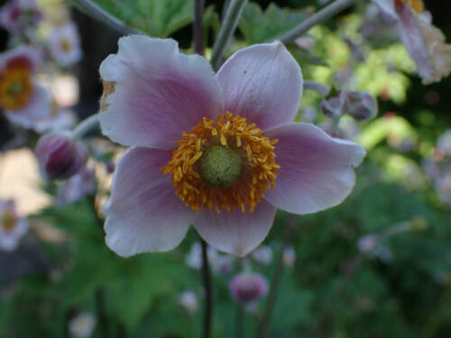 Japanese-anenome (1)
