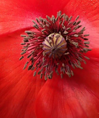 Poppy 1