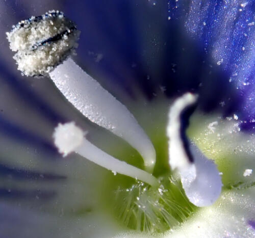 Veronica-Persica 1-Stamen 2