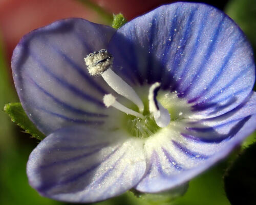 Veronica-Persica 2 (1)